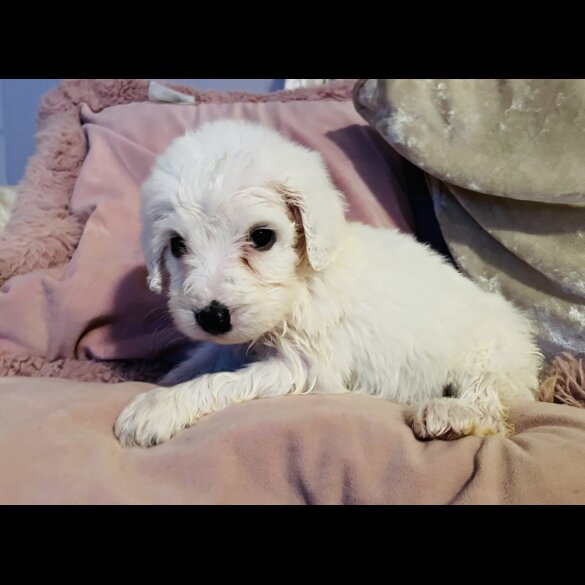 Cockapoo - Both