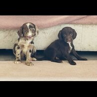 Cockapoo - Both