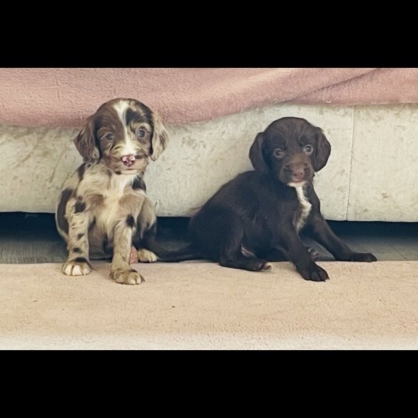 Cockapoo - Both