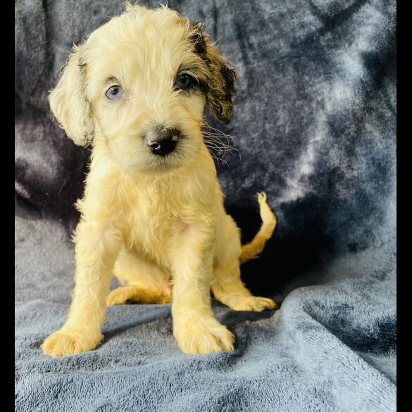 Cockapoo - Both
