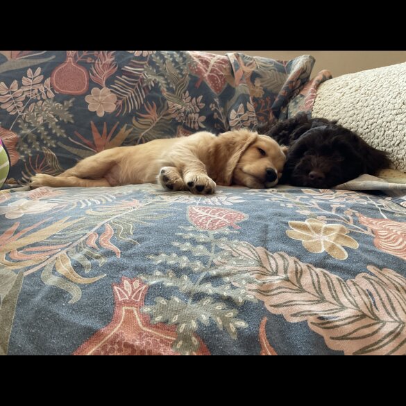 Cockapoo - Both