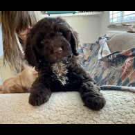 Cockapoo - Both