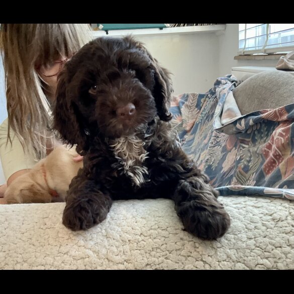 Cockapoo - Both