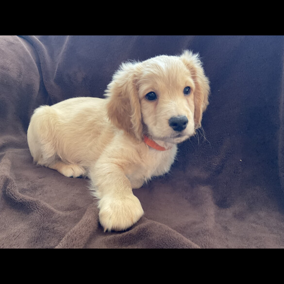 Cockapoo - Both