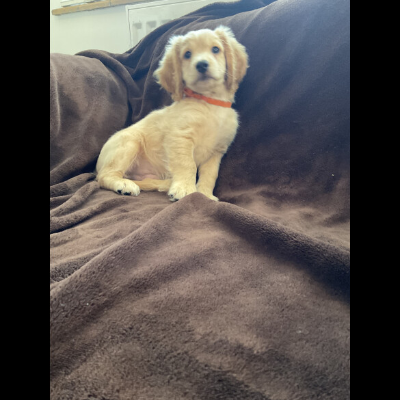 Cockapoo - Both