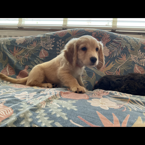 Cockapoo - Both