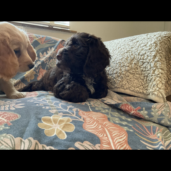 Cockapoo - Both