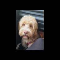 Cockapoo - Dogs