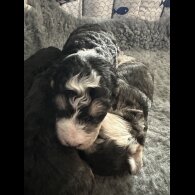 Cockapoo - Dogs