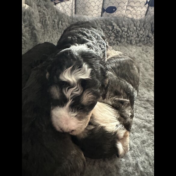 Cockapoo - Dogs