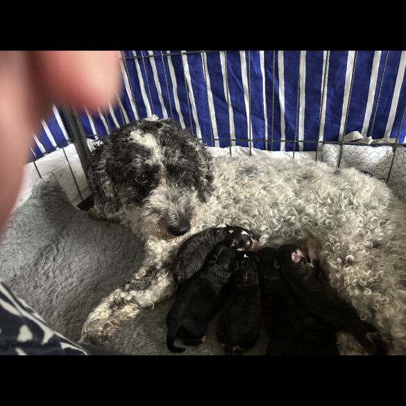 Cockapoo - Dogs