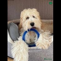 Cockapoo - Dogs