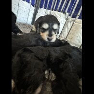 Cockapoo - Dogs