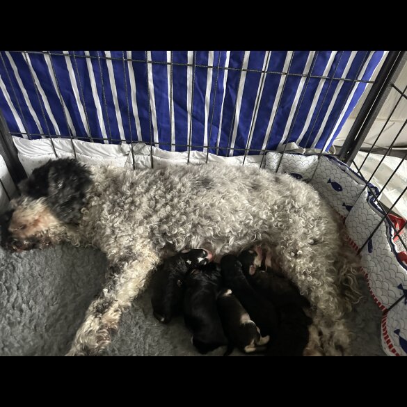 Cockapoo - Dogs