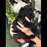 Cockapoo - Dogs