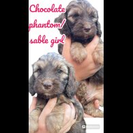 Cockapoo - Both