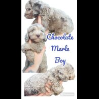 Cockapoo - Both