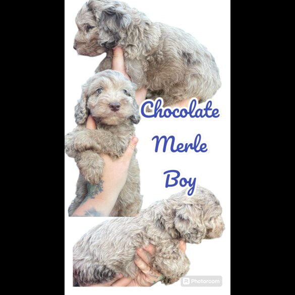 Cockapoo - Both