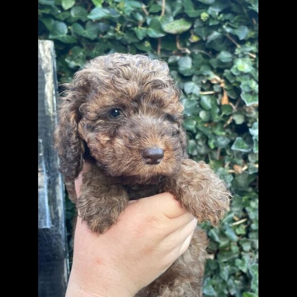 Cockapoo - Both