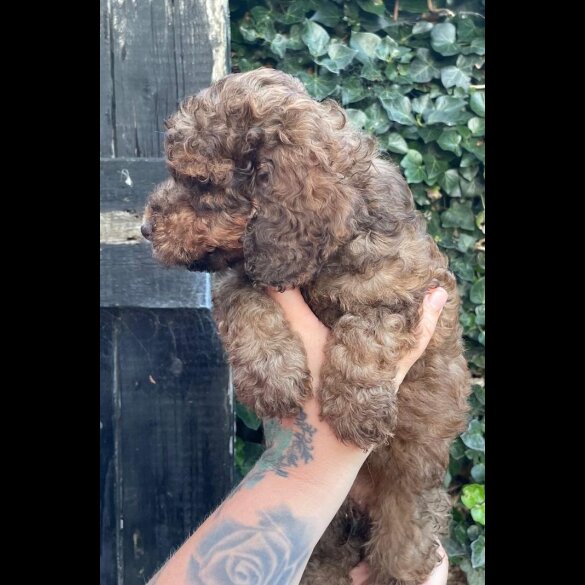 Cockapoo - Both