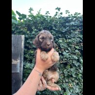 Cockapoo - Both