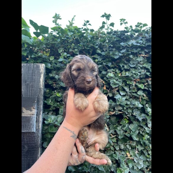 Cockapoo - Both