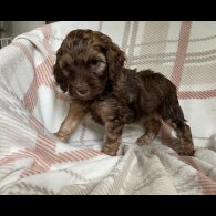 Cockapoo - Both
