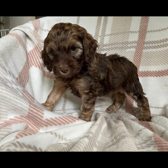 Cockapoo - Both