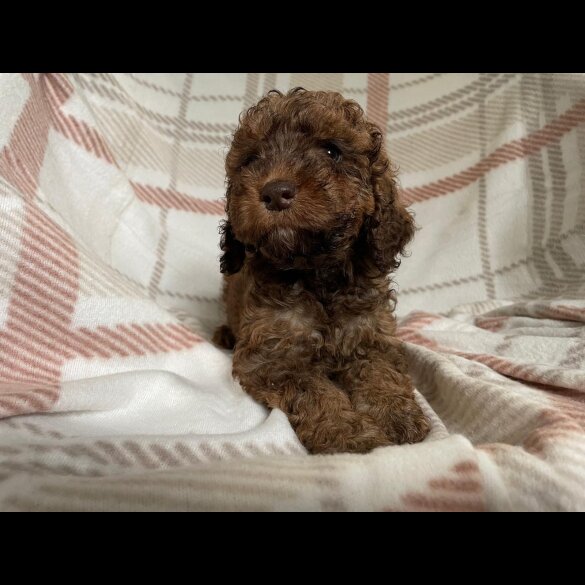 Cockapoo - Both