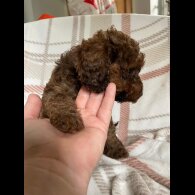 Cockapoo - Both