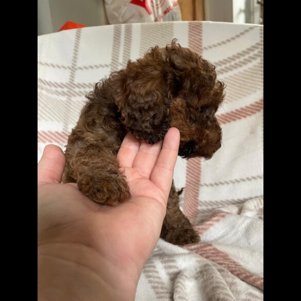 Cockapoo - Both