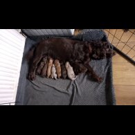 Cockapoo - Both