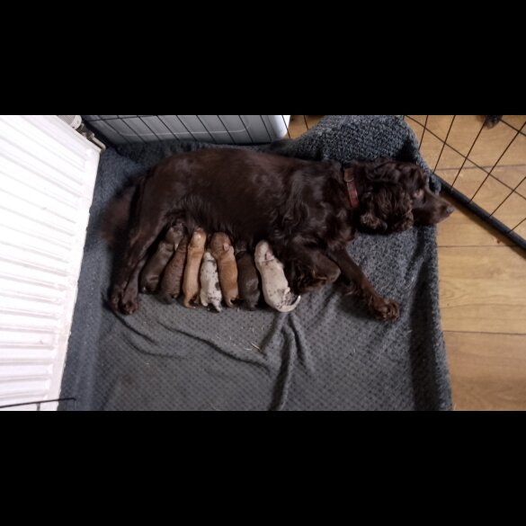 Cockapoo - Both