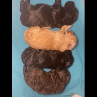 Cockapoo - Dogs