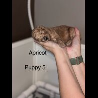 Cockapoo - Bitches