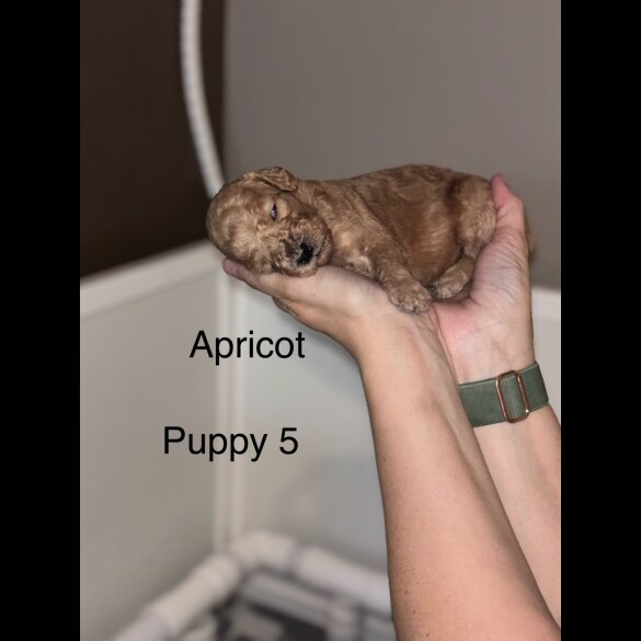 Cockapoo - Bitches
