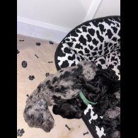 Cockapoo - Bitches