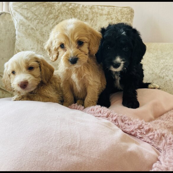 Cockapoo - Both