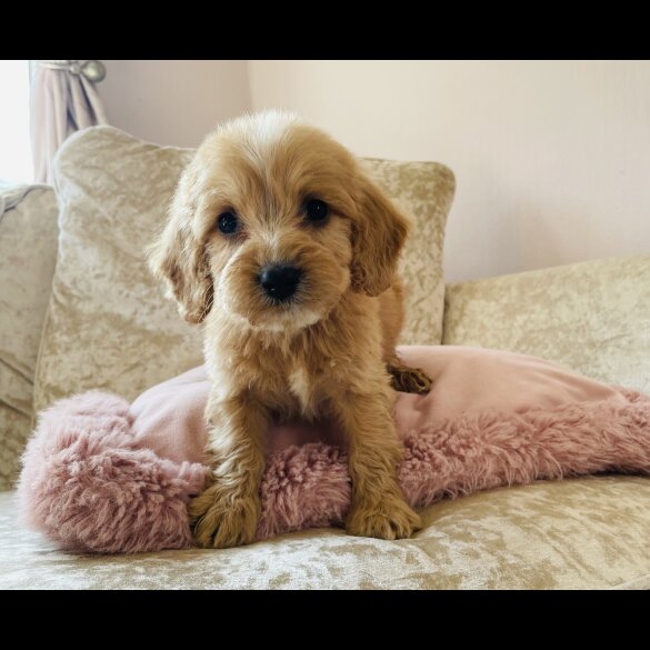 Cockapoo - Both