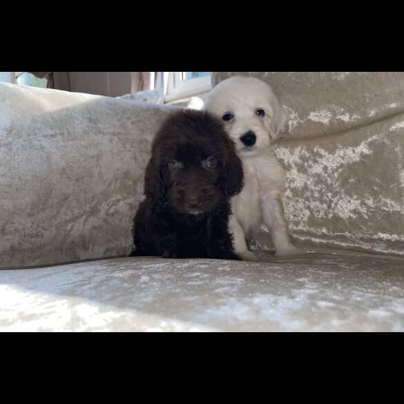 Cockapoo - Both