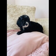 Cockapoo - Both