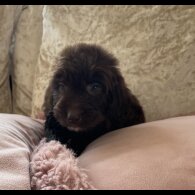 Cockapoo - Both