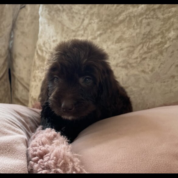 Cockapoo - Both