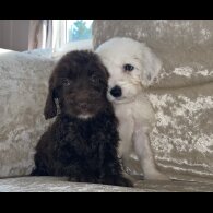 Cockapoo - Both