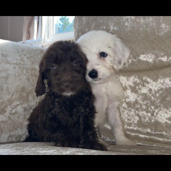Cockapoo - Both