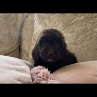 Cockapoo - Both