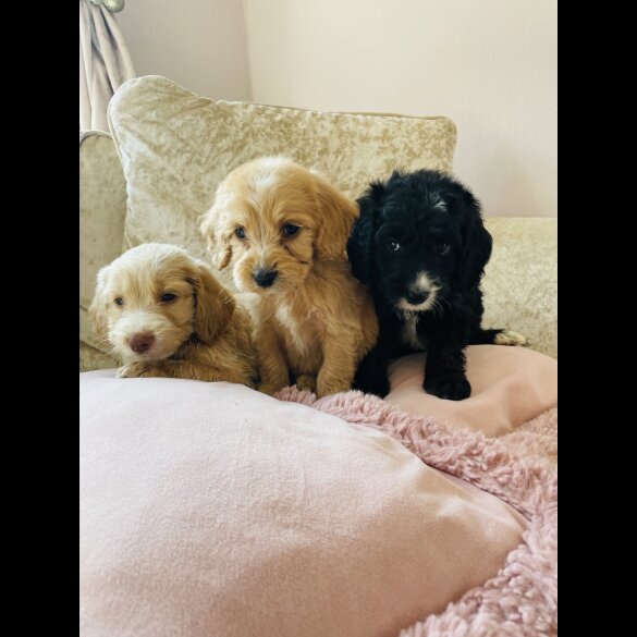 Cockapoo - Both
