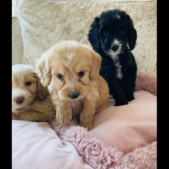 Cockapoo - Both
