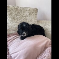 Cockapoo - Both