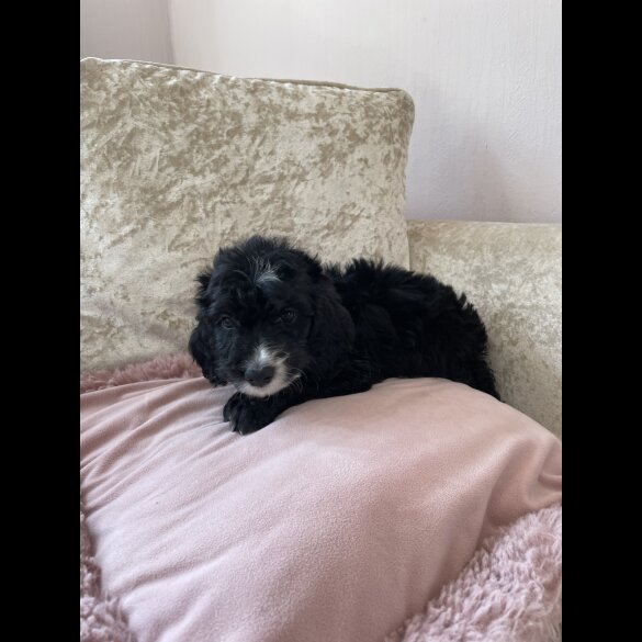 Cockapoo - Both